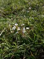 Imagem de Euphrasia officinalis L.