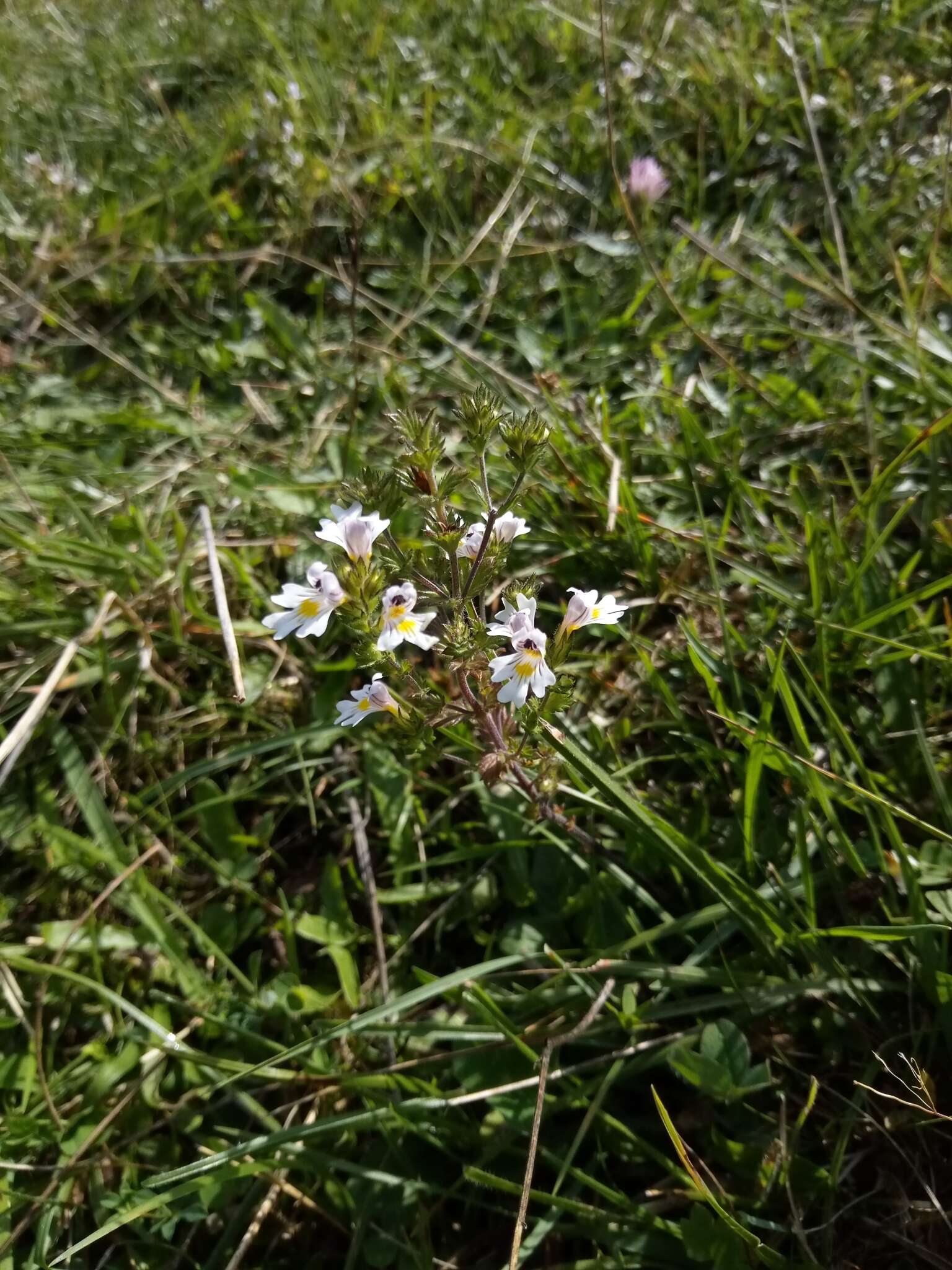 Imagem de Euphrasia officinalis L.