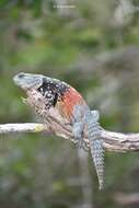 Image of Yucatán Spinytail Iguana