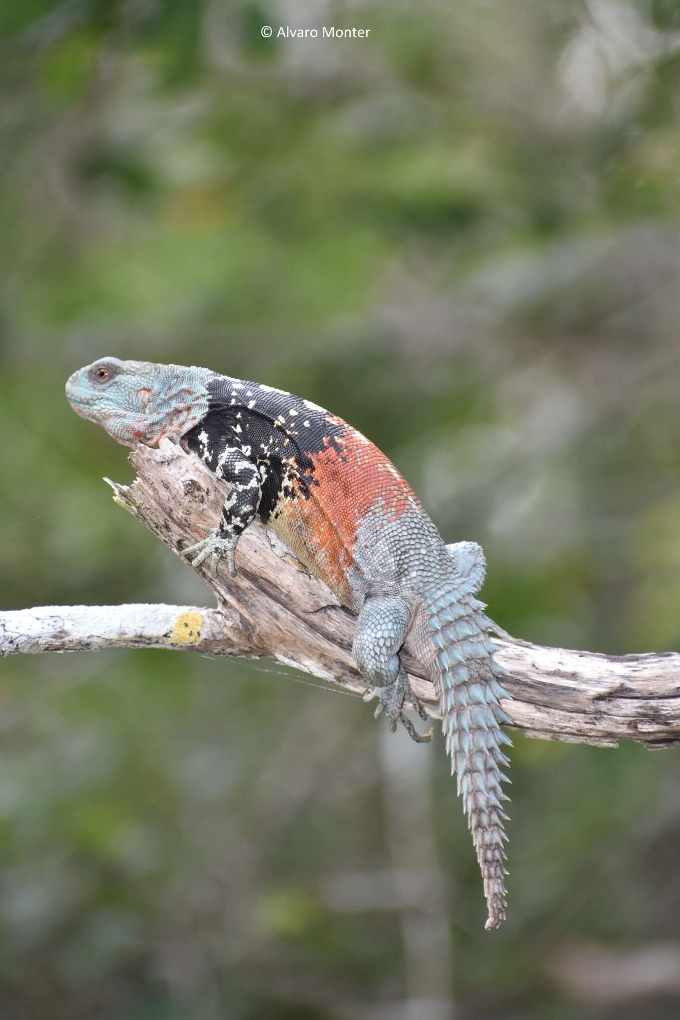 Image of Yucatán Spinytail Iguana
