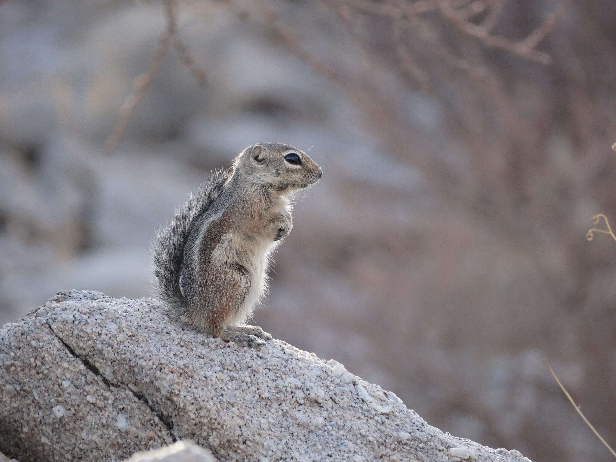 Image of Harris's Antelope Squirrel