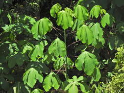 Image of ceara rubbertree