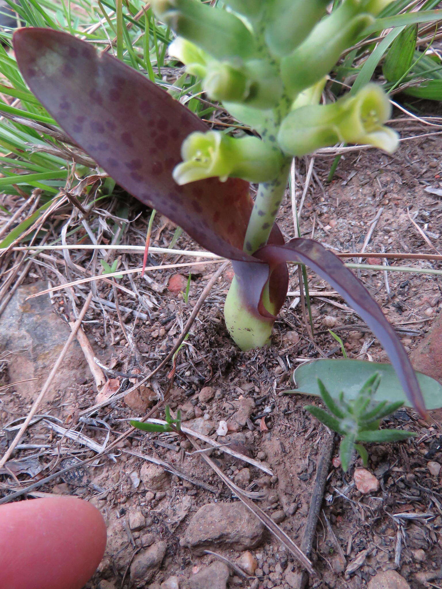 Image de Lachenalia orchioides subsp. orchioides