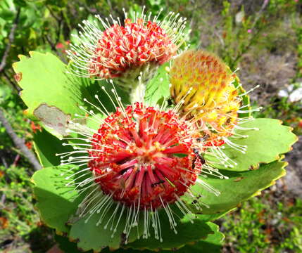 Image of Leucospermum winteri J. P. Rourke