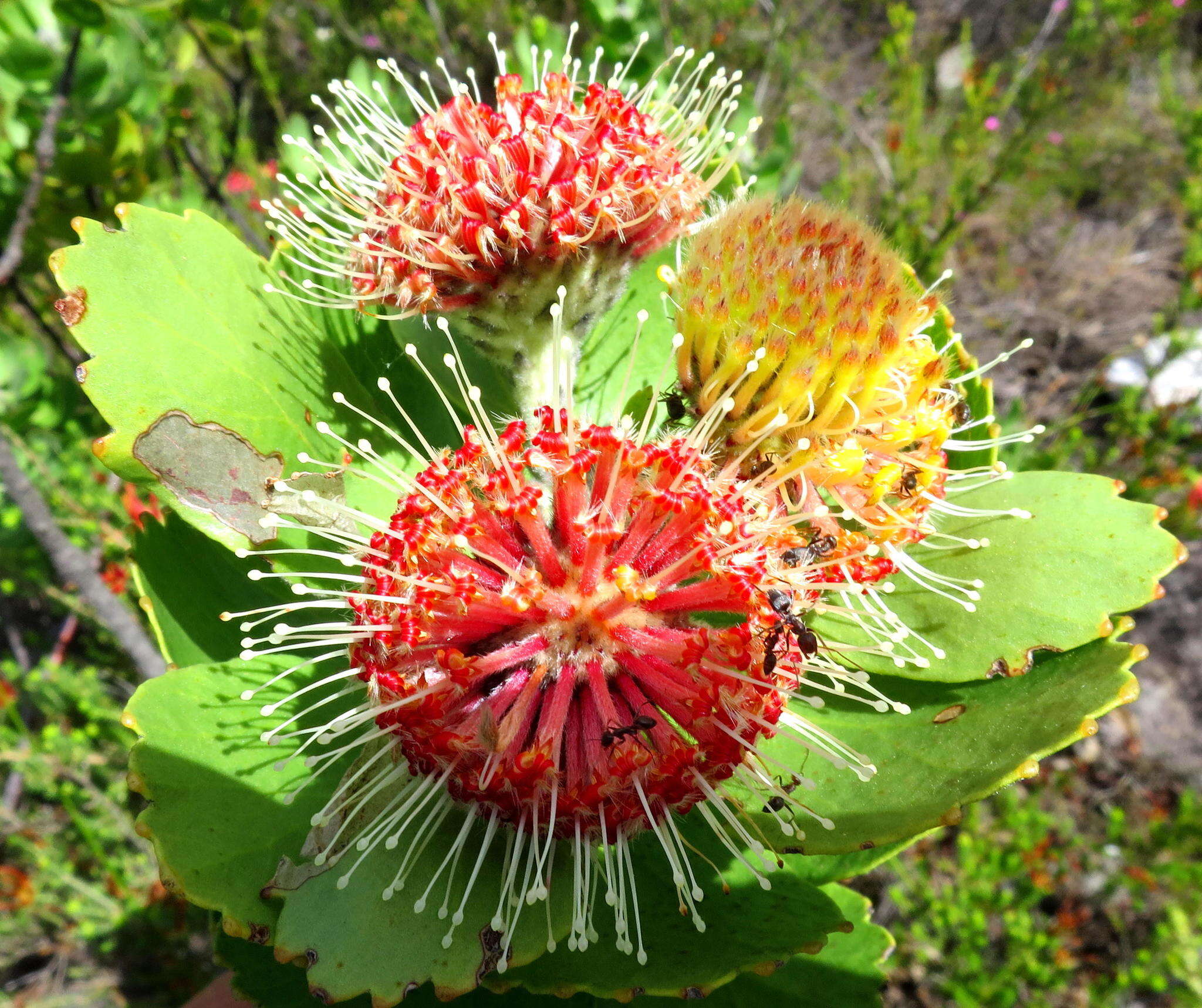 Plancia ëd Leucospermum winteri J. P. Rourke