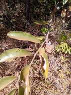 Image of Annona monticola Mart.