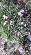 Image of Gypsophila sambukii Schischk.