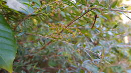 Image de Sannantha pluriflora (F. Müll.) Peter G. Wilson