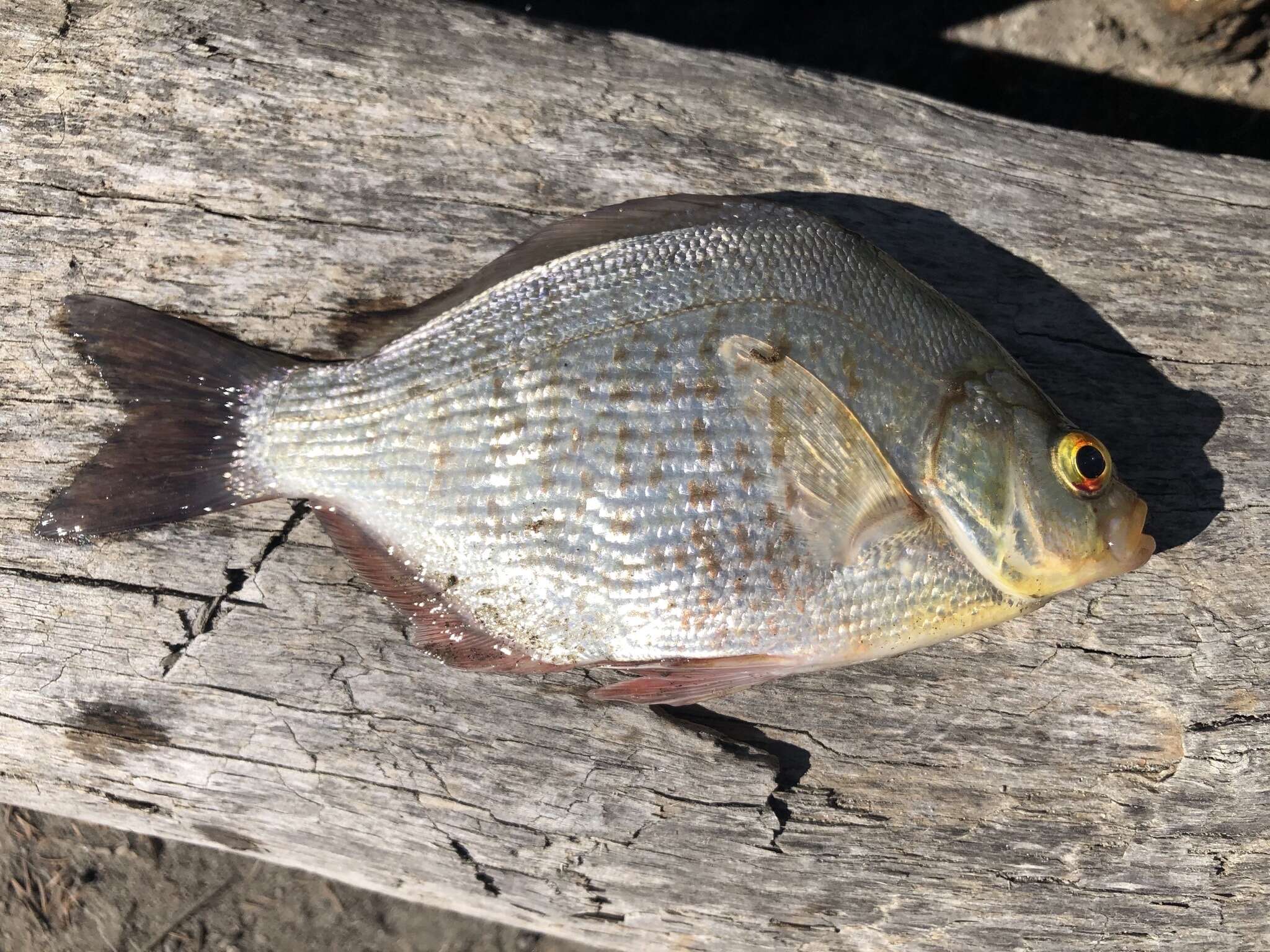 Image of Calico Surfperch