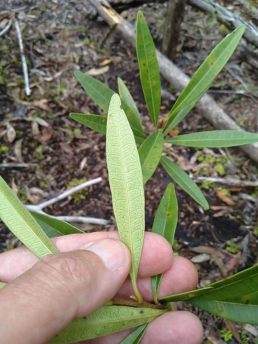 Image of Quassia bidwillii (Hook. fil.) Nooteboom