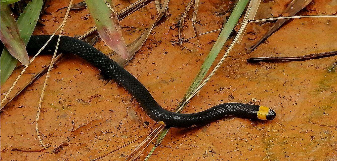 Imagem de Micrurus narduccii melanotus (W. C. H. Peters 1881)