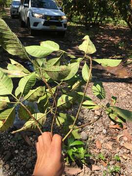 Image of <i>Capirona macrophylla</i>