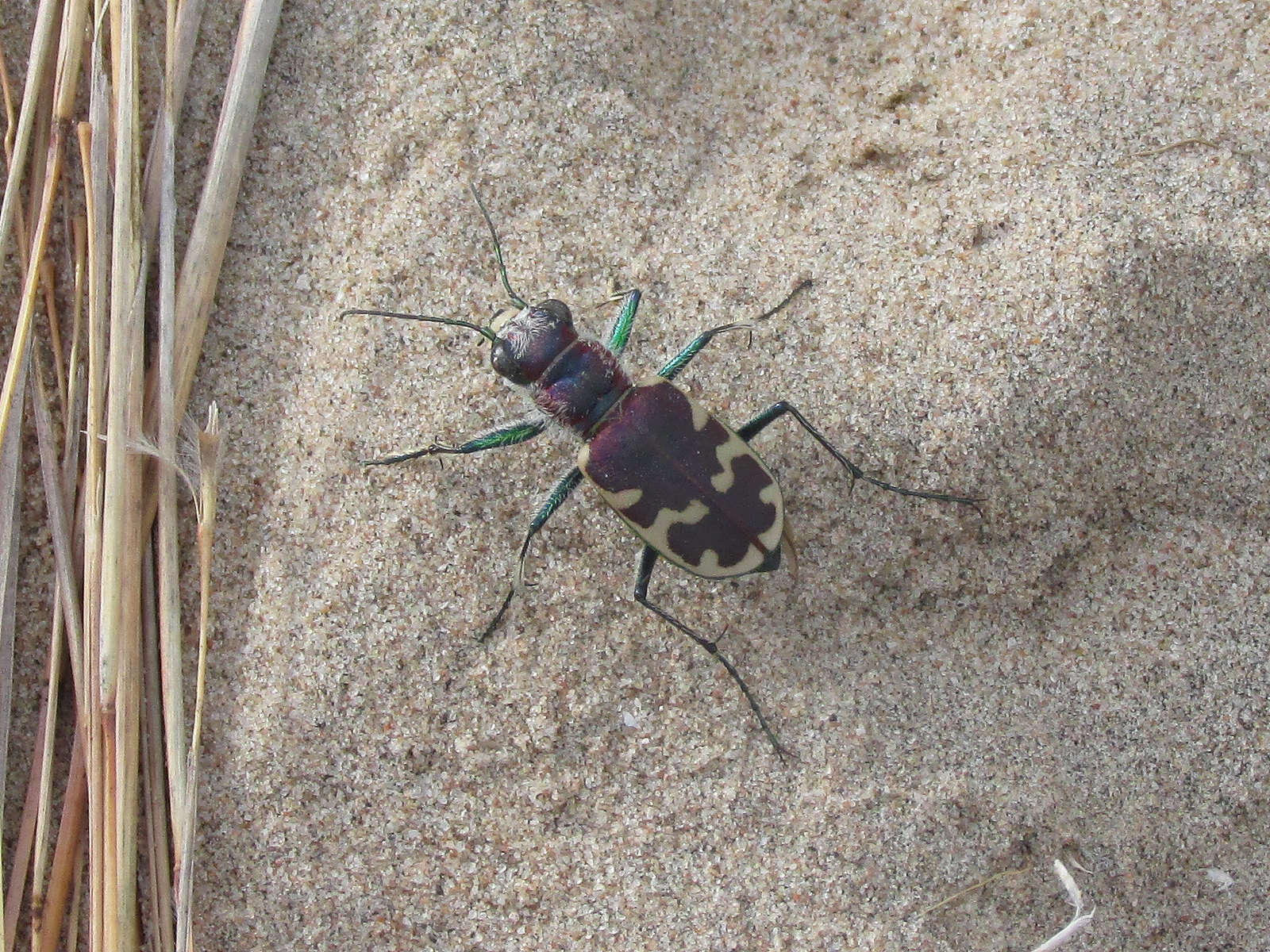 Image of Beautiful tiger beetle