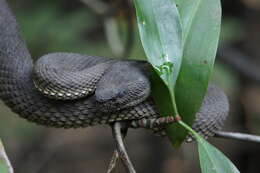 Trimeresurus purpureomaculatus (Gray 1832) resmi