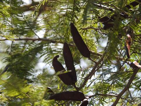 Image of fern-leaf acacia