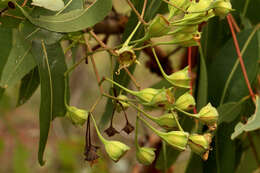 Angophora woodsiana F. M. Bailey的圖片