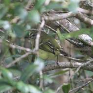 Image of Greenish Tyrannulet