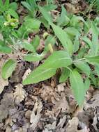 Image of Salvia tomentosa Mill.