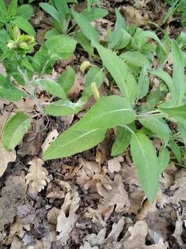 Imagem de Salvia tomentosa Mill.