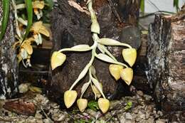 Image of Stanhopea graveolens Lindl.