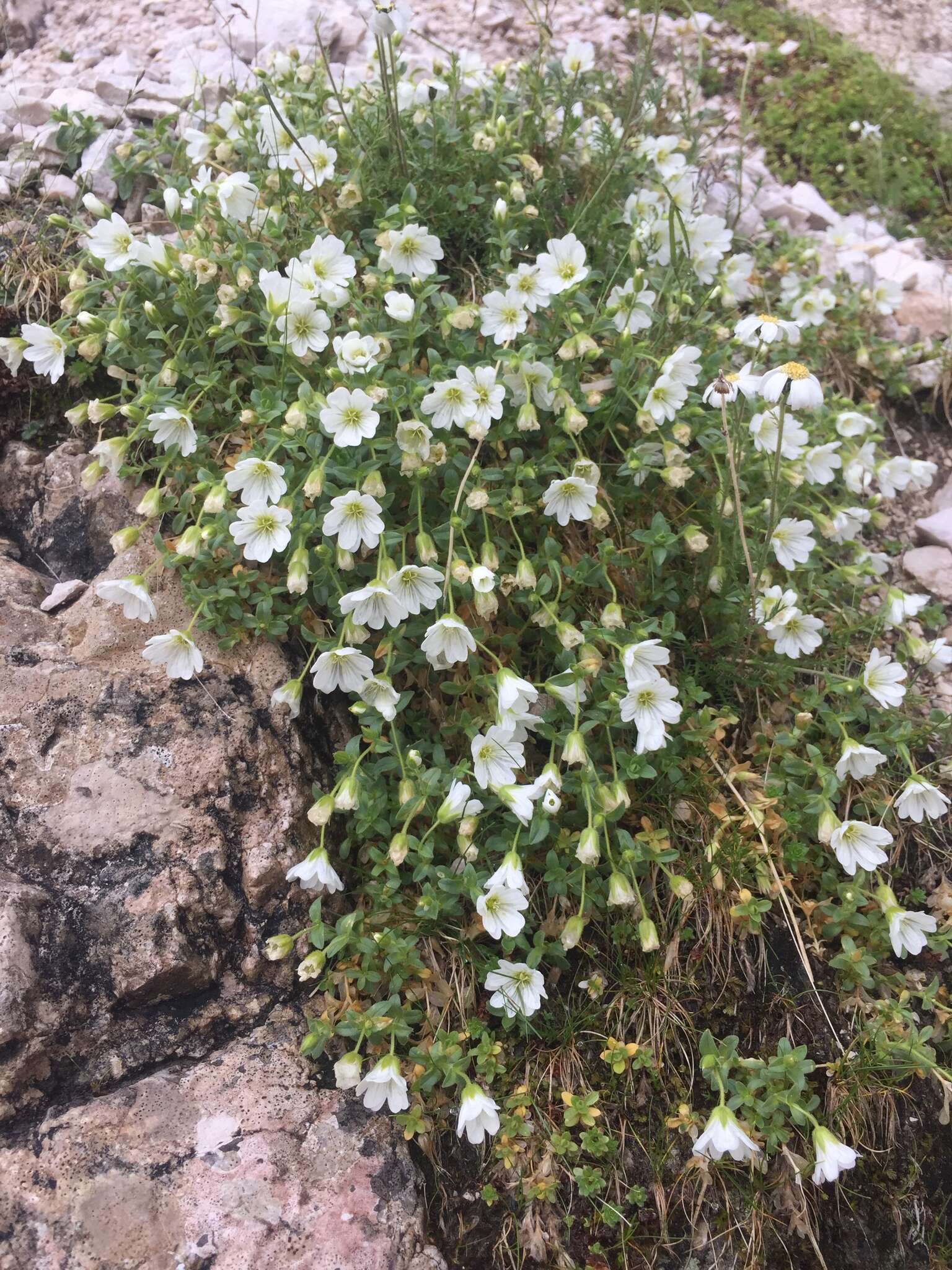 صورة Cerastium latifolium L.