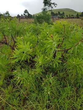 Image of African savanna sugarbush