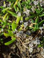 Image of Delosperma napiforme (N. E. Br.) Schwant.