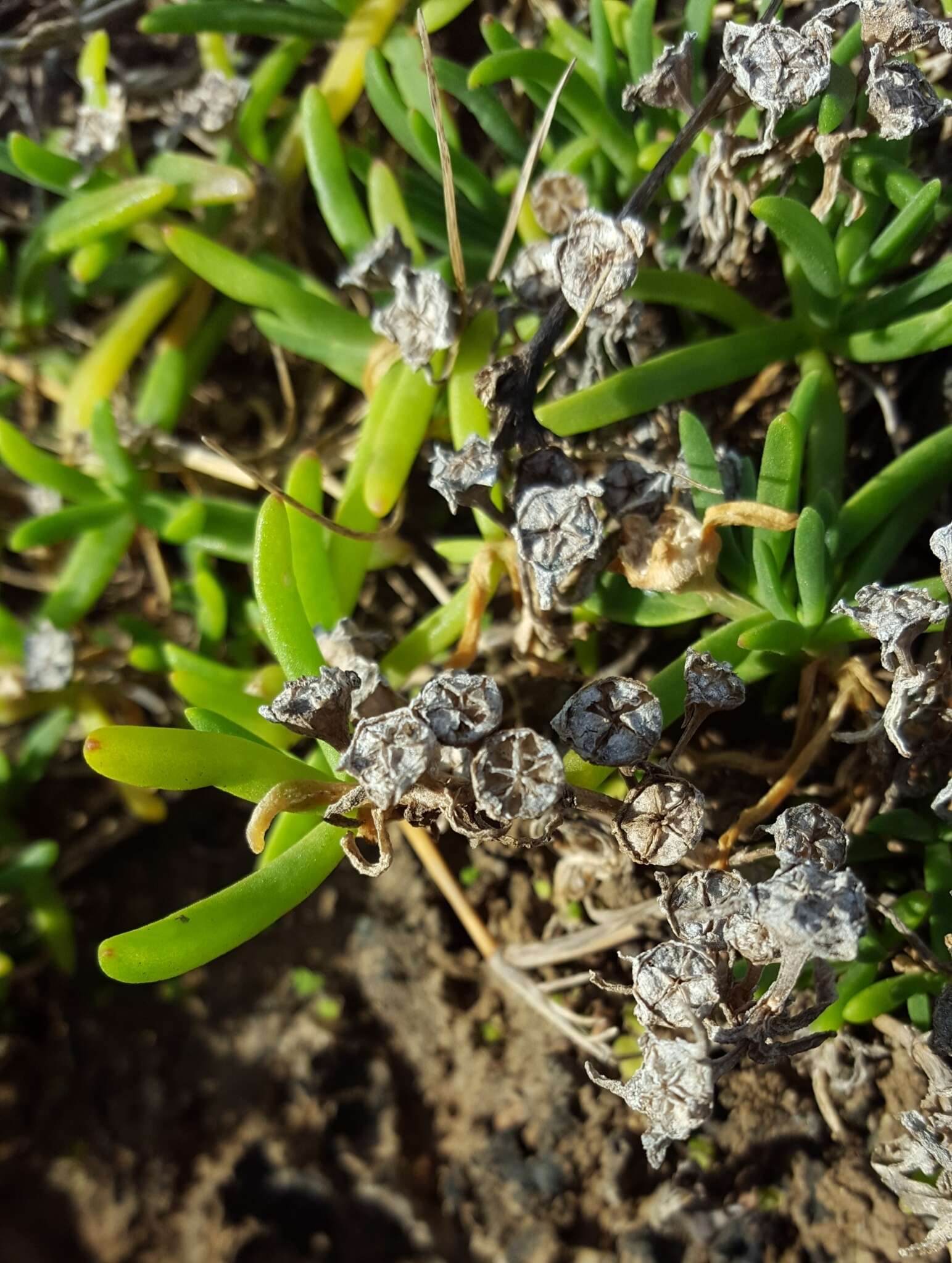 Imagem de Delosperma napiforme (N. E. Br.) Schwant.