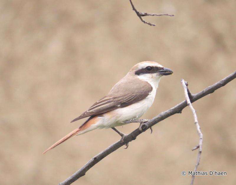 Image of Red-tailed Shrike