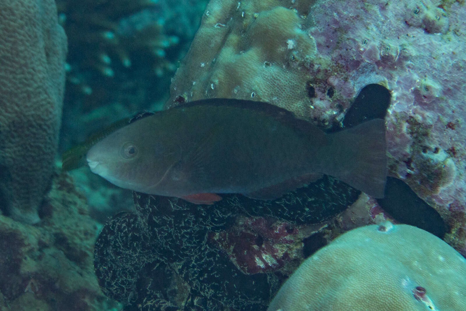 Image of Batavian Parrotfish