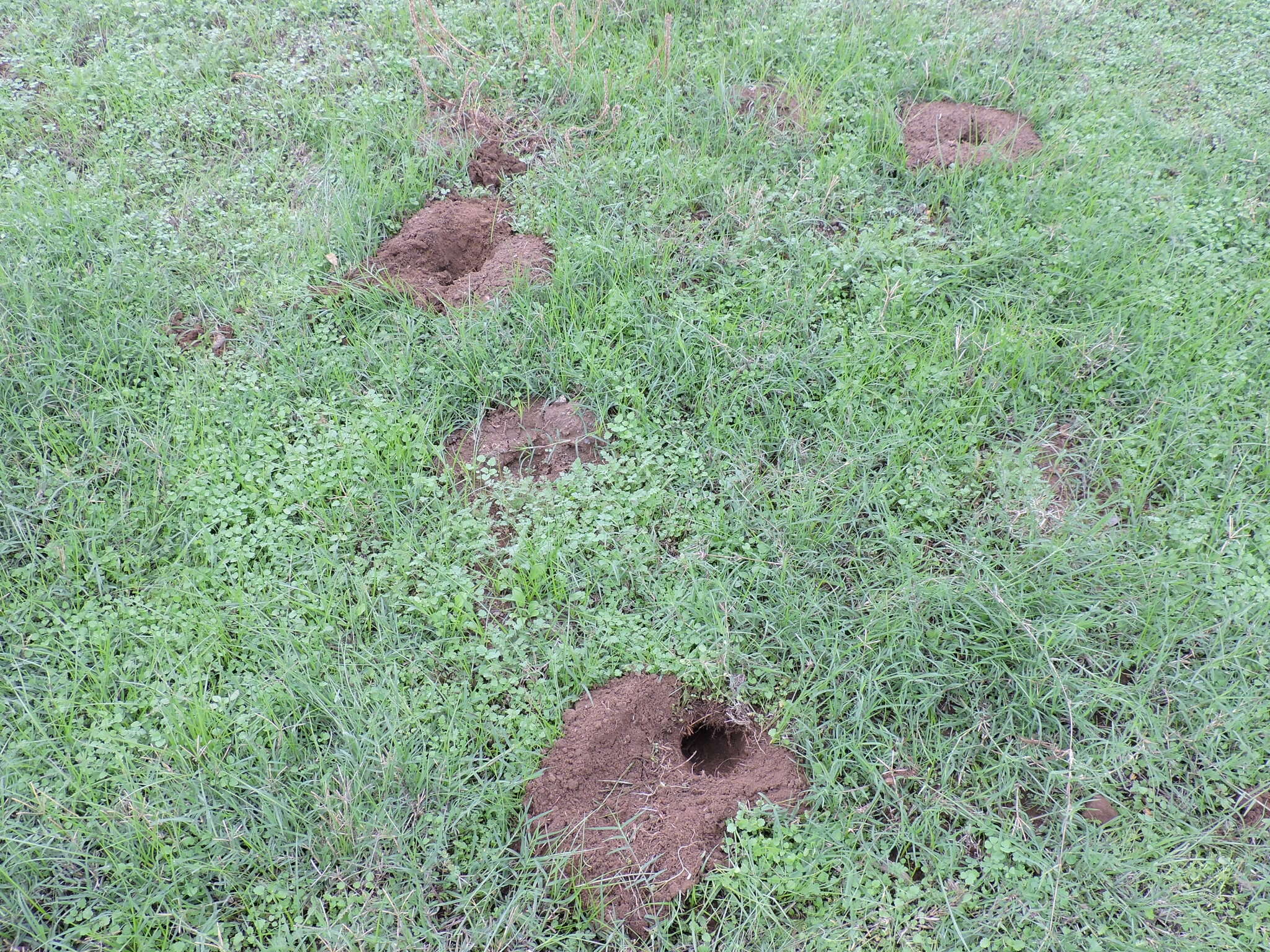 Image of Central Texas Pocket Gopher