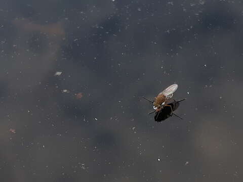 Image of Shore fly