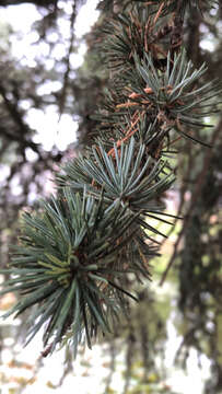 Image of Atlas Cedar