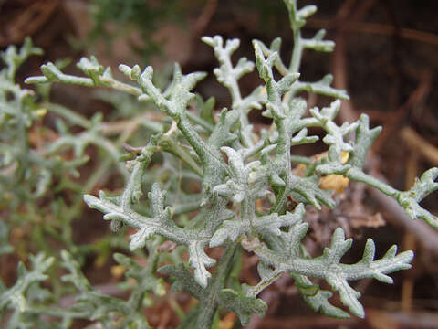 Image of Ambrosia magdalenae (T. S. Brandeg.) Payne