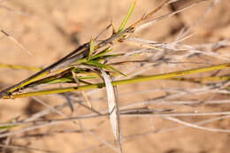 Image of Cleistochloa subjuncea C. E. Hubb.