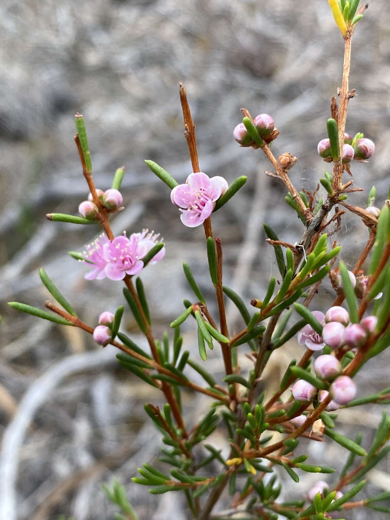 Hypocalymma strictum Schau. resmi