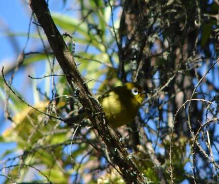 Image of Broad-ringed White-eye