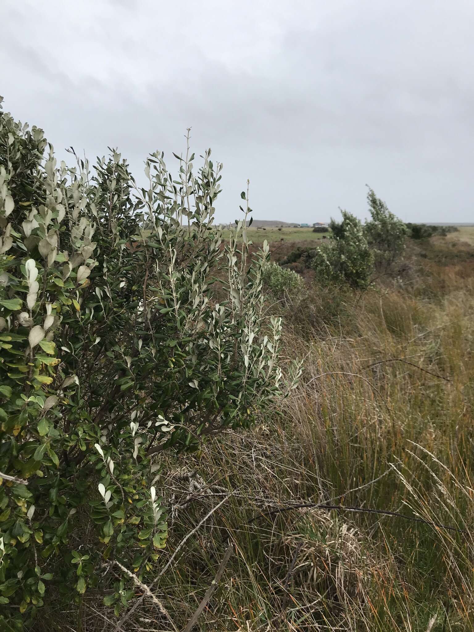 Image of <i>Olearia traversiorum</i>