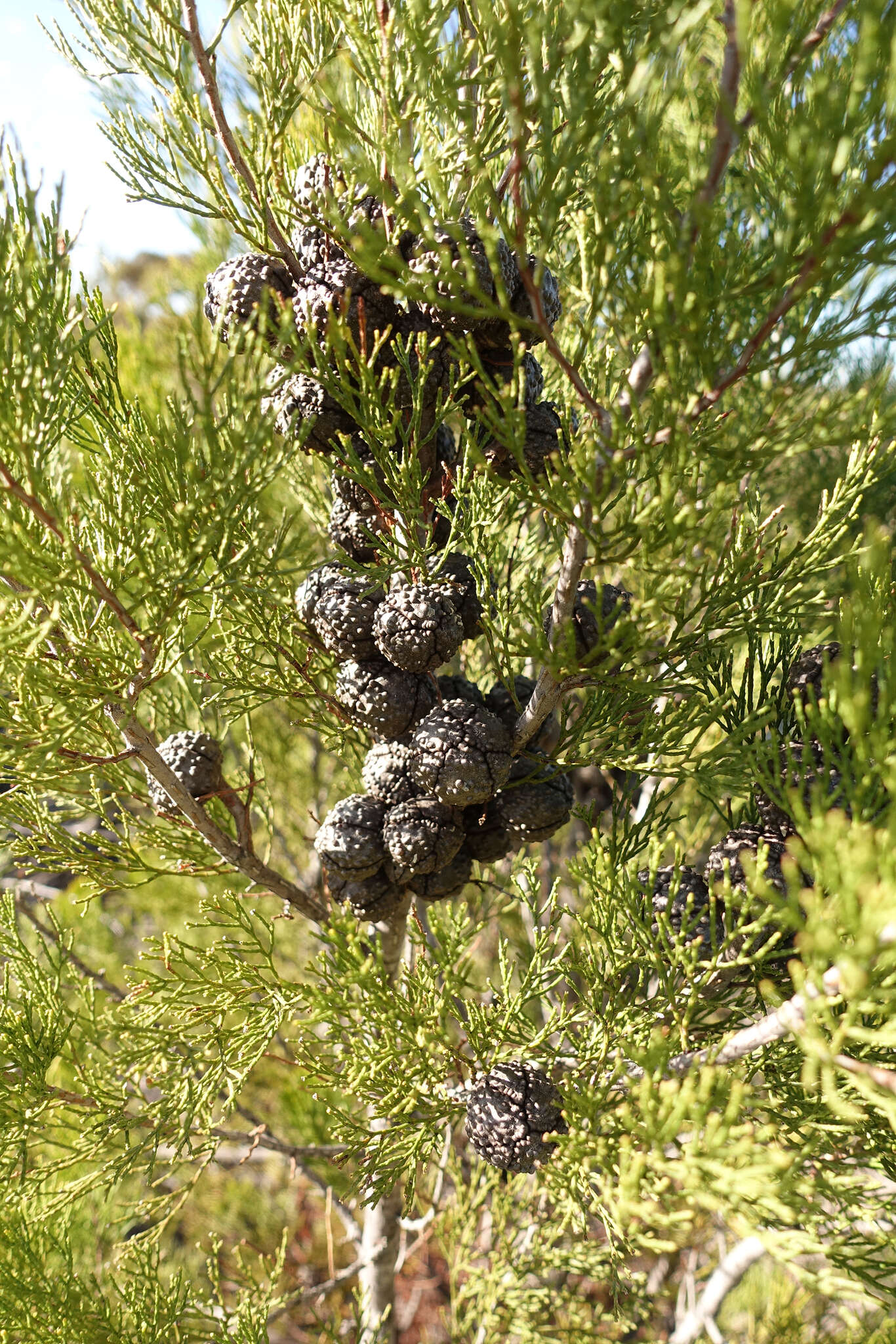 Image of Camphor Wood