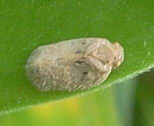 Image of Puerto rican planthopper