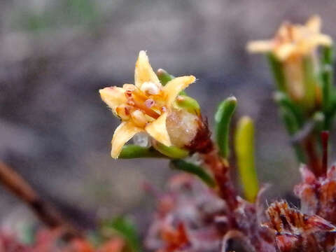 Image of Cryptandra hispidula Reiss. & F. Müll.