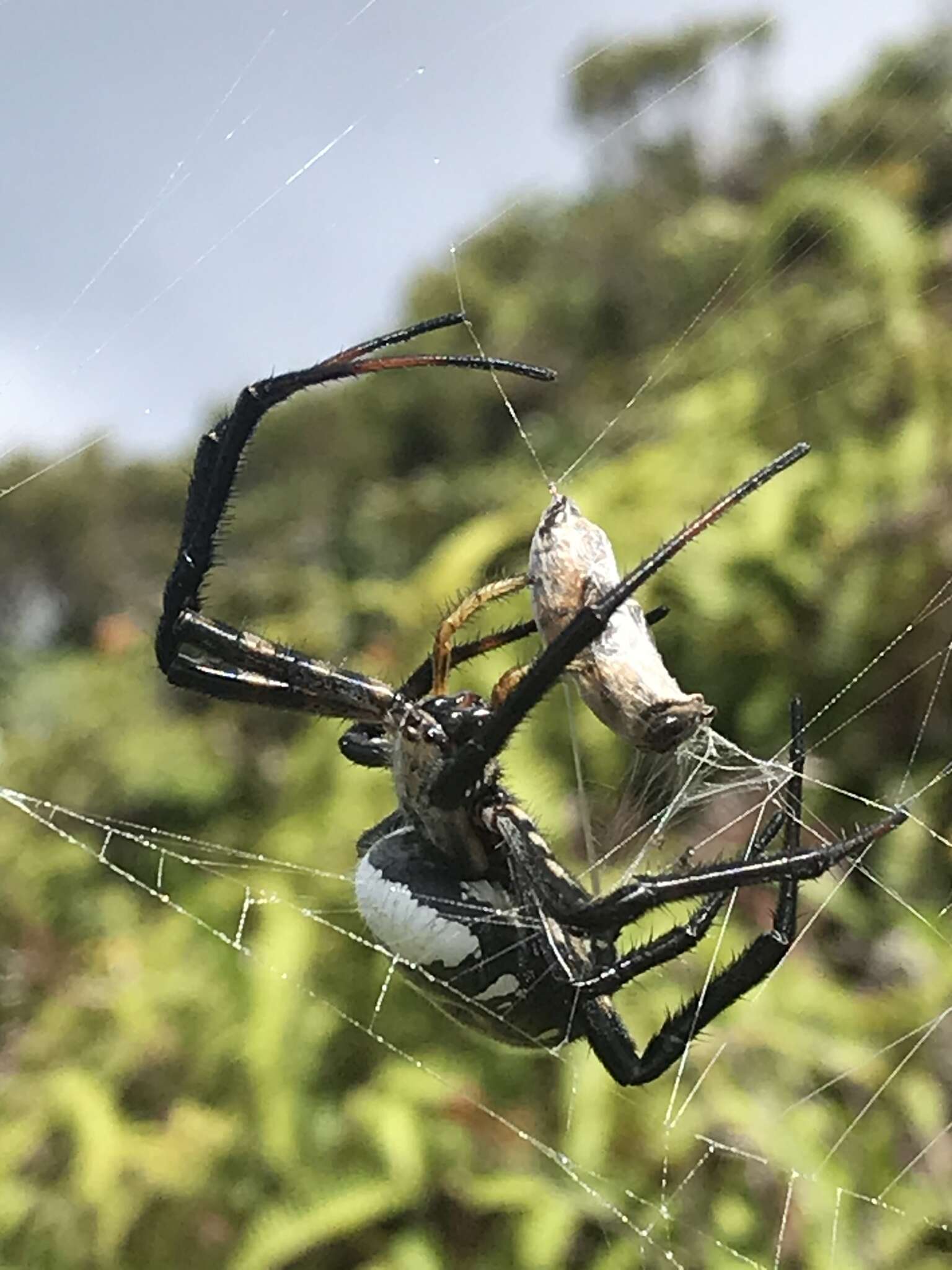 Imagem de Argiope trifasciata kauaiensis Simon 1900