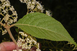 صورة Callicarpa acuminata Kunth