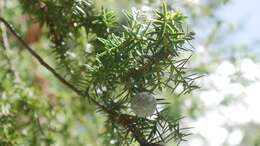 Image of Syrian juniper