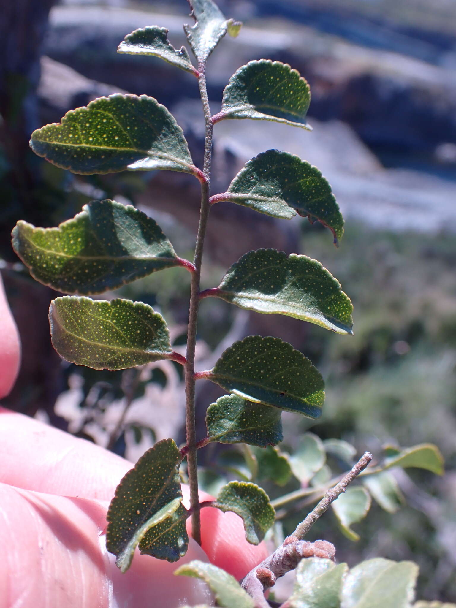 صورة <i>Clausena <i>anisata</i></i> var. anisata