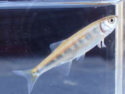 Image of Barred minnow