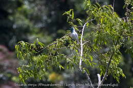 Image of Bare-throated Bellbird