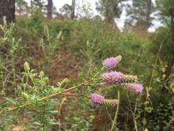 Image of silky prairie clover