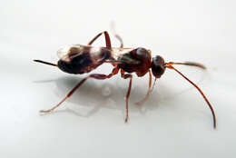 Image of Parasitoid wasp