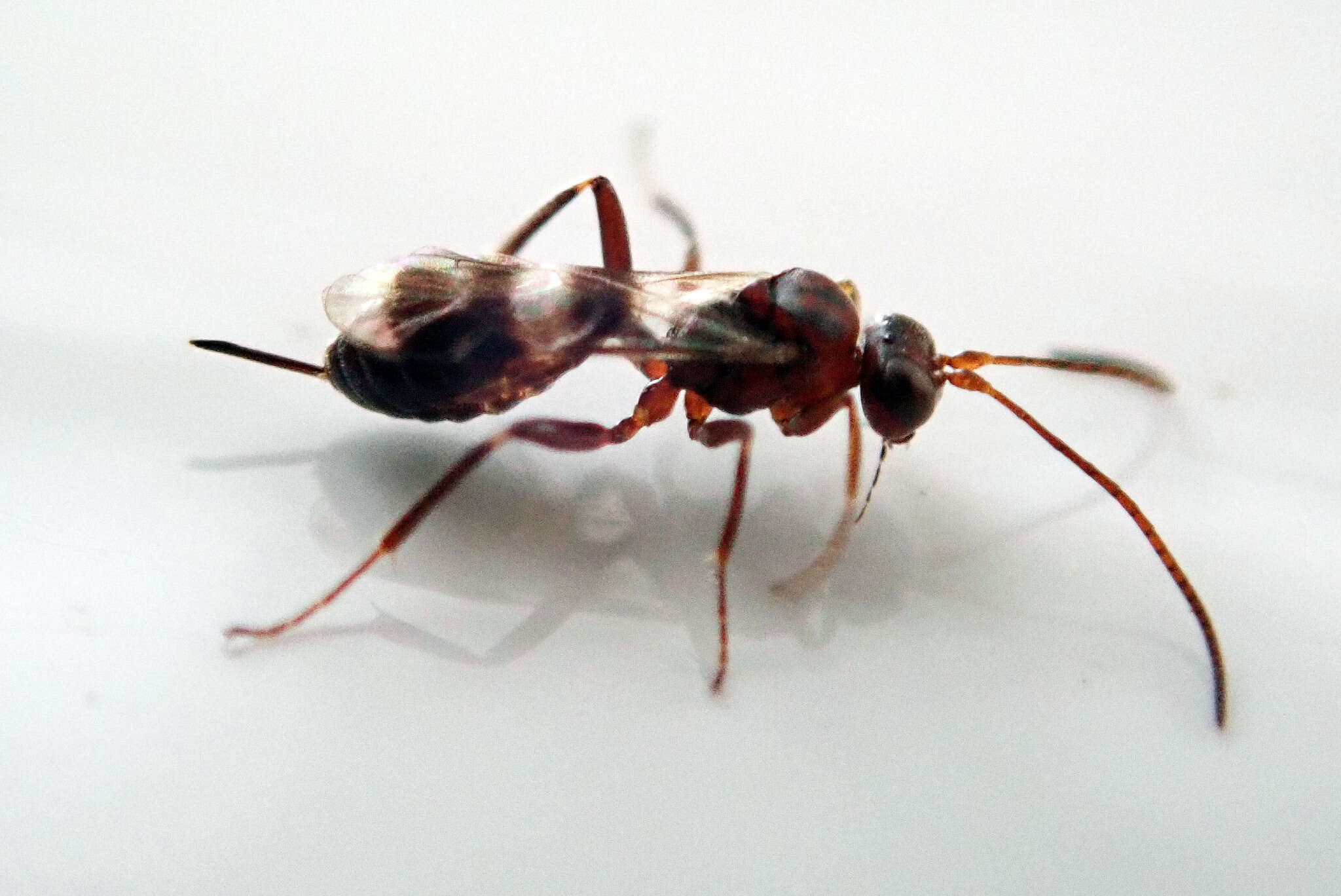 Image of Parasitoid wasp